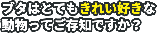 ブタはとてもきれい好きな動物ってご存知ですか?
